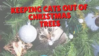 How To Keep Cats Out Of The Holiday Tree | Two Crazy Cat Ladies