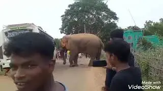 Mishapping Elephant 🐘🐘🐘🐘 reaect with public places in Bus 🚌🚌🚌..