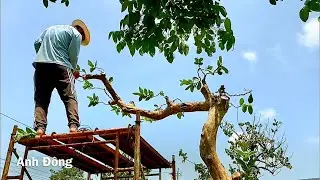 Uốn định hình cây ổi dáng bay