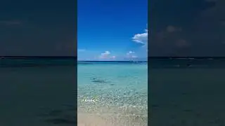 #aruba #travel #shorts #nature #beauty #viral #video #vacation #holiday #blue #water 💗 #happy