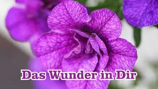 Das Wunderbare in dir – Ein Lied 🎶über Neubeginn & Selbstwert