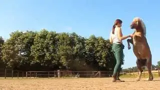 [TRAINING] Training Flip's rear, schooling halt, levade and more!