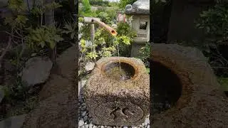 Родниковый источник в японском саду #crimea #japan #short #shorts