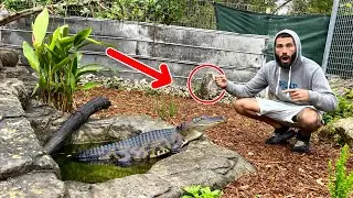 FEEDING My ALLIGATOR Giant BIRDS!?