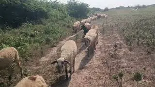 All Sheep Walking in a Perfect Line | Amazing Animal Discipline | Incredible Nature Moments