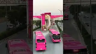 Pink Buses #short