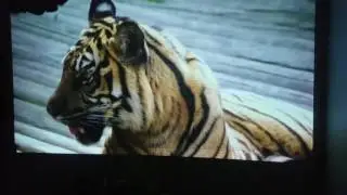 New jp projector screen paint 2.0