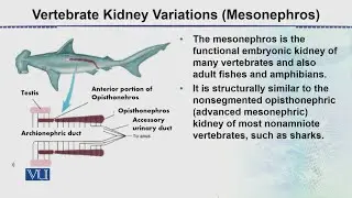 Vertebrate Kidney Variations (Mesonephros) | Animal Form & Function 2 (Theory) | ZOO517T_Topic094