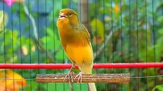 Canario Belga Cantando Training Mode &ndash; 1 Hour Natural Sound for Daily Use