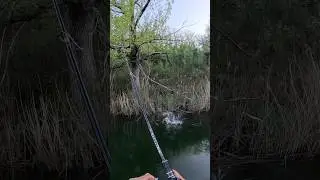 FLIPPING FISH 🎣💪🏻 *** #fishing #fish #bass #bassfishing #flipping #pesca #shorts #trending