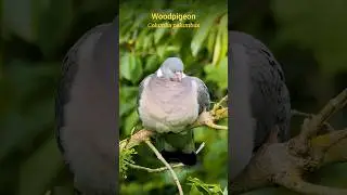 Nature Sounds - The Wood Pigeon's relaxing call #shorts