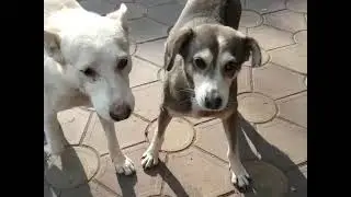 Feeding stray dogs #bekindtoanimals