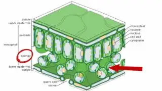 Function of leaves in plants