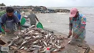 Processing of Dry fish In Sri Lanka #fish #dryfish #making #howtomake #srilanka #food #seafood