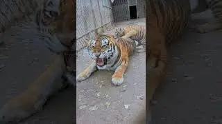 🐯🐯🐯 with mom #tigercub  #tiger #kitten #foryou #fpy #cute #kitty #zoo #adorable