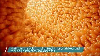 Introduction to yeast cell wall