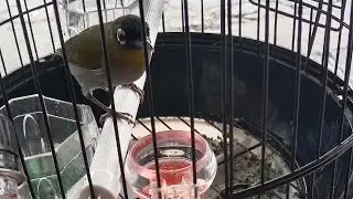 BURUNG PLECI KEPALA HITAM GACOR BLACK CAPPED