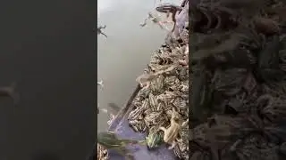 That's a lot of Frogs 😱 #shorts #frogs