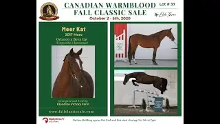 Lot 37 - Meer Kat - 2020 Fall Classic Sale Online Auction