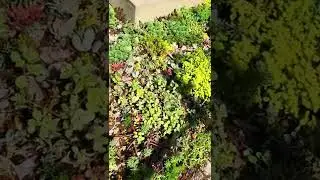 モッコウ薔薇の下に増えすぎたセダム達を無心で植えてみた&hellip; #古民家一人暮らし #ガーデニング#セダム#shorts