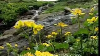 Caltha palustris or Marsh Marigold
