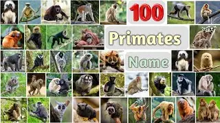 Primates Vocabulary ll 100 Primates Name in English With Pictures ll Monkeys, Langur, Lemur, Tamarin