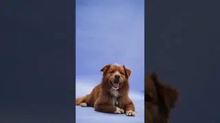 #dog #song #music #movie #kiranrajk #777charlie #777charlieteaser #lifeofcharlie #tamil