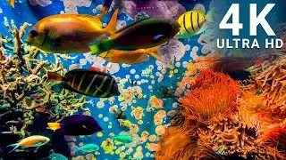 Aquatic Serenade: Soothing Underwater Music for a Calm Mind | Underwater Vista