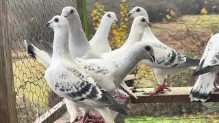 شفرات بياضات مخاليف ماشاءالله 