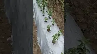 chilli plant to plant distances | chilli farming