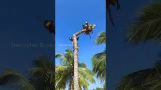 Tree cutter Suyambu #suyambu #shorts #treecutting