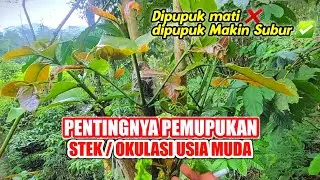 pupuk kopi agar subur ❗️ kopi balap