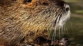 Vole Facts  Interesting Facts about Vole  Facts about Vole