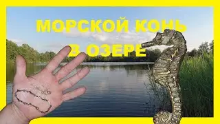 НУ.... ПОЧТИ ЗОЛОТО ! КОП В ВОДЕ 2020 ! Sondeln 2020. Treasure hunting 2020.