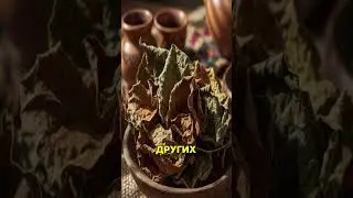 🌿Секрет ацтеков от кашля! #ацтеки #медицина #shorts