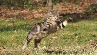Cat catching bugs