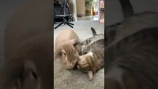 bunny and cat are best friends!!