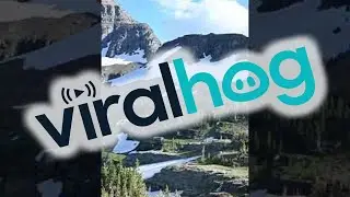 Grizzly Bear Hunting Mountain Goats in Glacier National Park || ViralHog