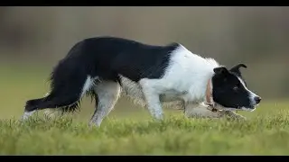 Lot 74: North Hill Tess - 3.2.21 Farmers Marts Dolgellau Online Sheepdog Auction