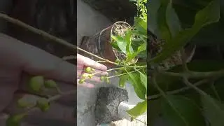 চাড়িতে লাউ চাষ || Pumpkin cultivation in Chari. সম্পূর্ণ ভিডিওটি দেখুন। Watch the full video....