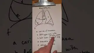 Respiratory Review c |  Mort Anat 2