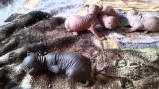 Raisinettes