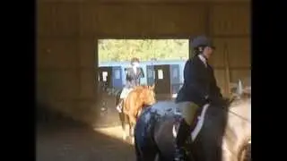 Mere Chance & Lindsay Champion Pleasure Horse U/S 2009