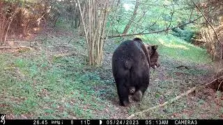 Interspecific (interspecies) scent communication - Amendment 1