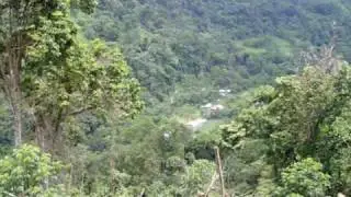 CAFE EL PALTO AMAZONAS