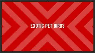 Exotic Pet Birds - Bird Boarding