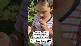 Bilimbi fruit from my tree. #bilimbipickle #backyardgardening #gardening #kamyas #youtubeshorts