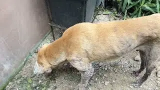 Ramboo eating #shortvideo #highlights #animals #dog #eating 🥺🫶🏻