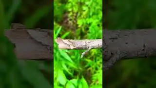 #inchworm I LOVE INCHWORMS- anyway go watch my few other videos, will be trying to upload a lot..