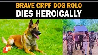 Chhattisgarh | CRPF Dog Rolo Dies Heroically, Honored For IED Detection Service | OTV News English
